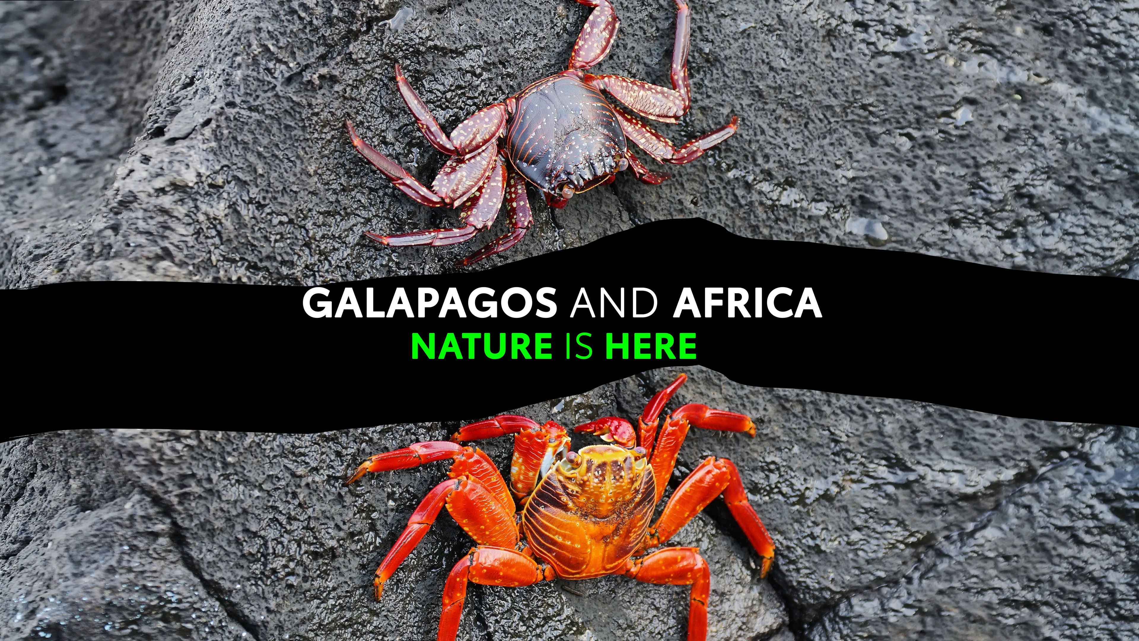 Galapagos and Africa, Nature is Here poster